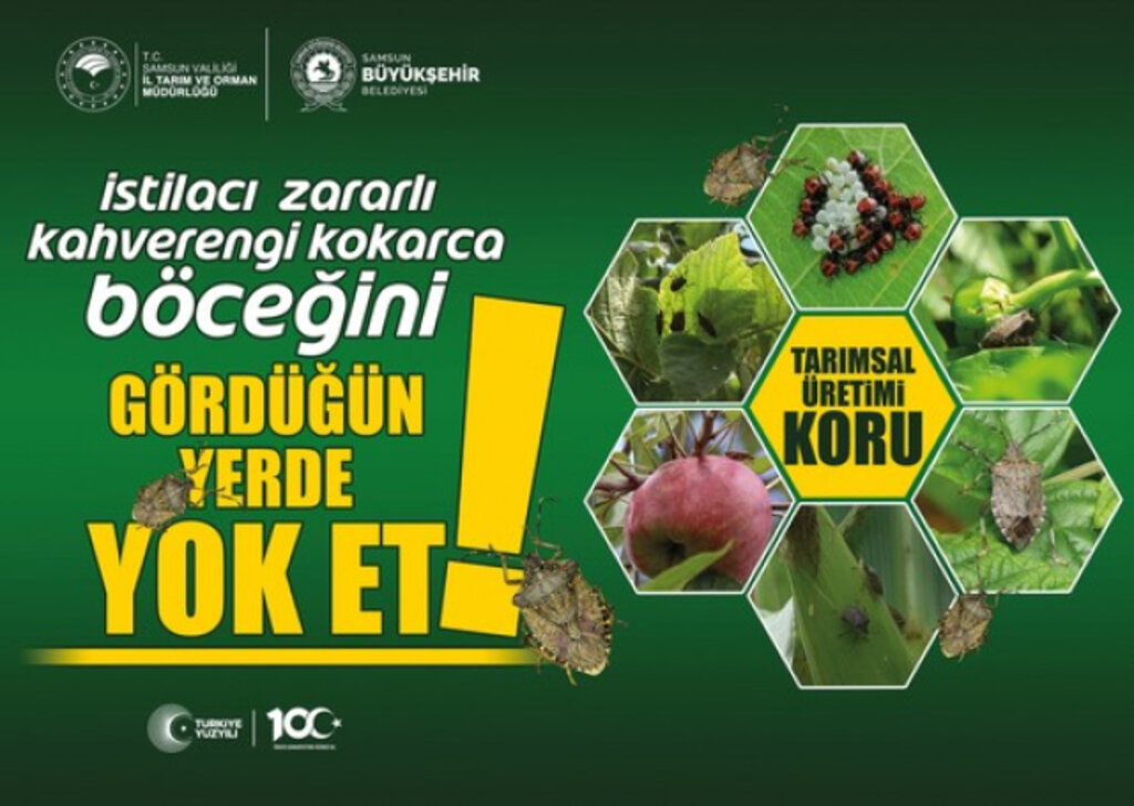 Samsun’da Kahverengi Kokarcaya Karşı Mücadele Sürüyor!