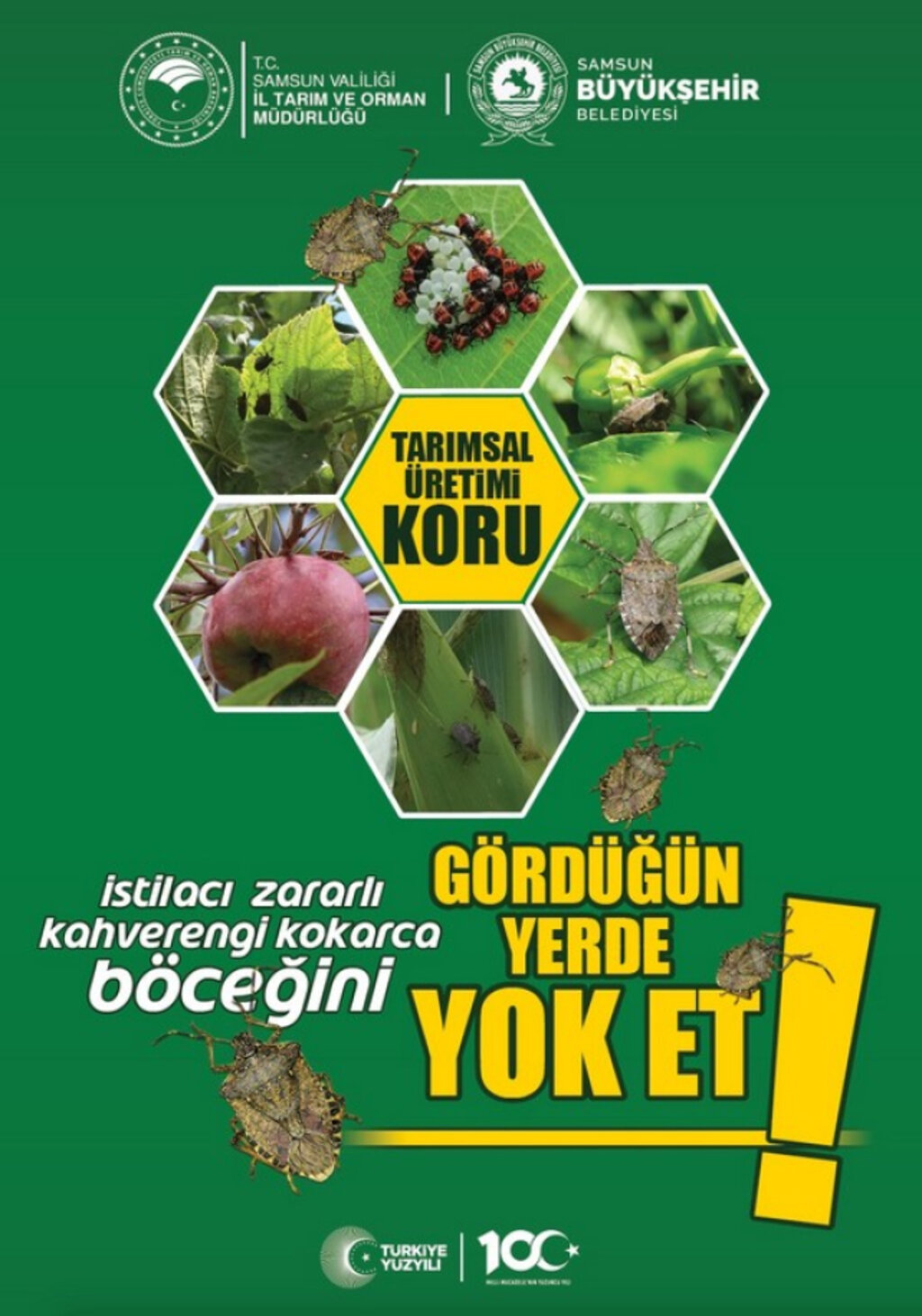 Samsun’da Kahverengi Kokarcaya Karşı Mücadele Sürüyor!