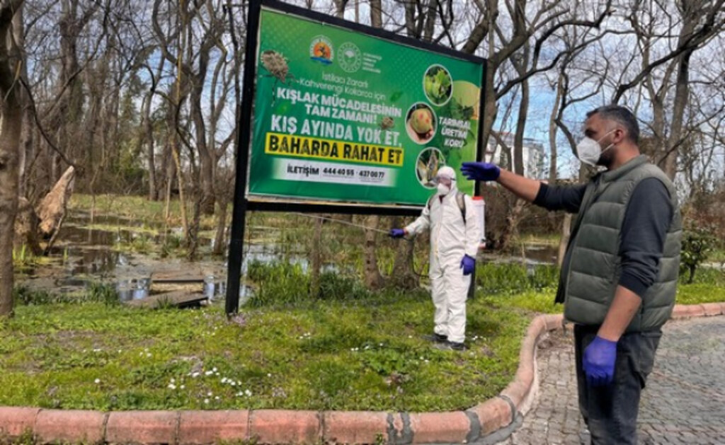 Atakum Belediyesi Kokarca Böceği İle Mücadele Çalışmalarına Son Hız Devam Ediyor!