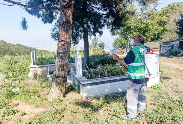 Canik Belediyesi'nden Kahverengi Kokarca Böceğiyle Etkin Mücadele!