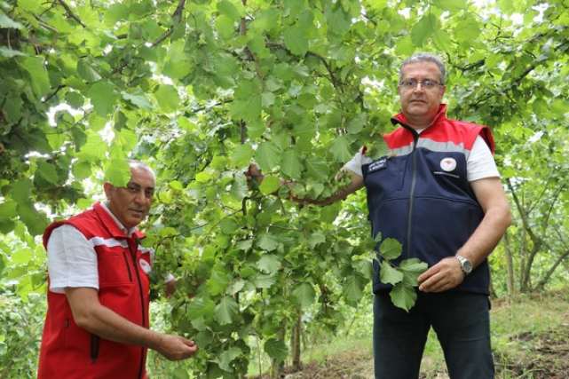Samsun’da 2026 Fındık Rekolte Mesaisi Sürüyor!