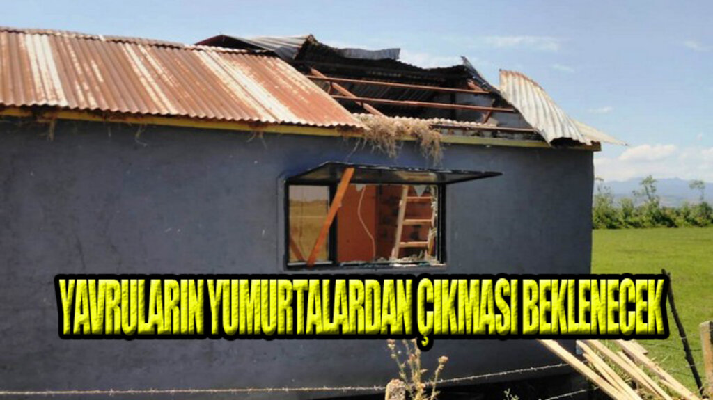 Kuş Yuvaları Samsun’da Yıkımı Durdurdu!