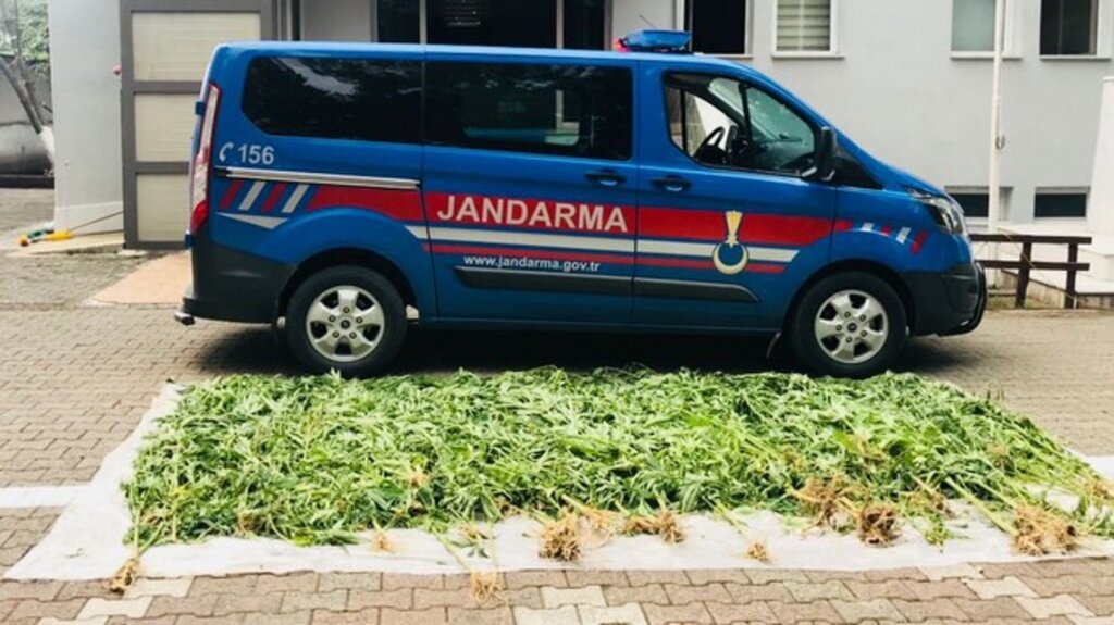 Jandarma Samsun’da  Kenevir Hasadına Müsaade Etmiyor!