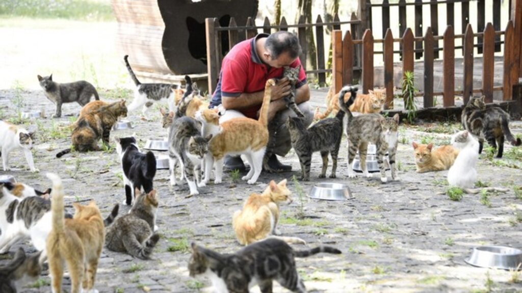 Dünyada Sayılı, Türkiye'de İse İlk Ve Tek Kedi Kasabası!