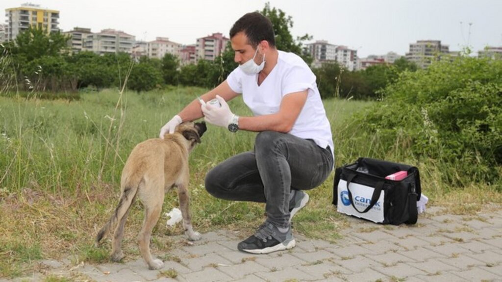 Canik’te Sokak Hayvanları Tedavi Ediliyor!