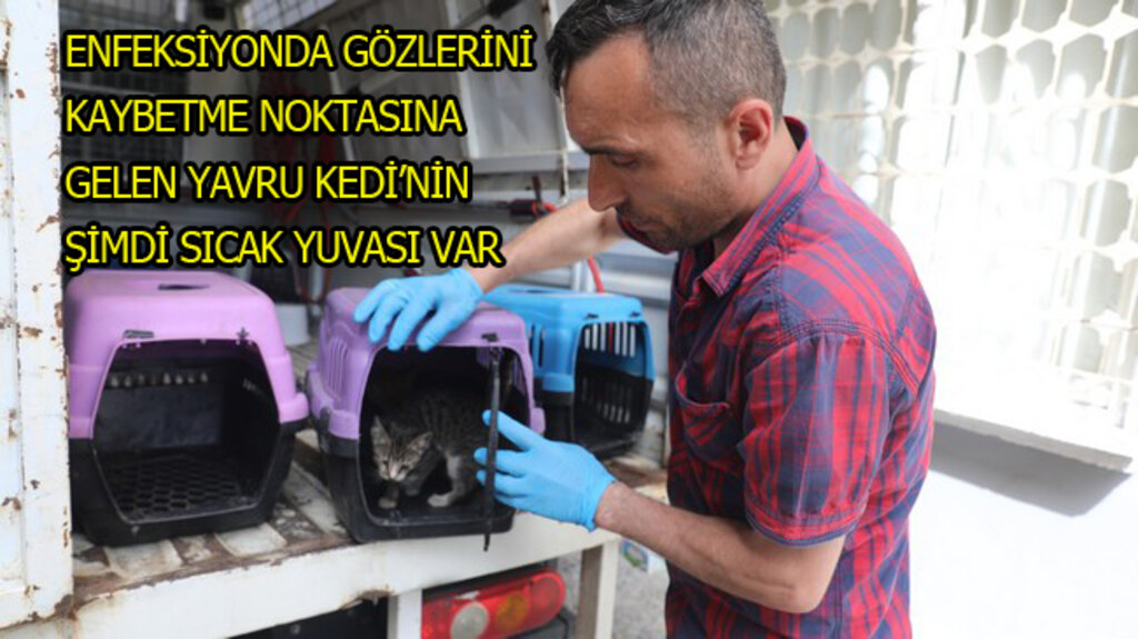 Sağlık İşleri Ekipleri Samsun'da Yavru Kediye Yaşam Umudu Oldu!