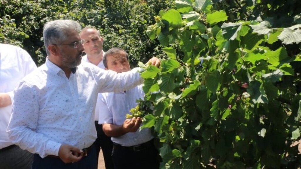 Başkan Aksu, ‘Fındık Üreticisinin Yüzü Gülüyor’!