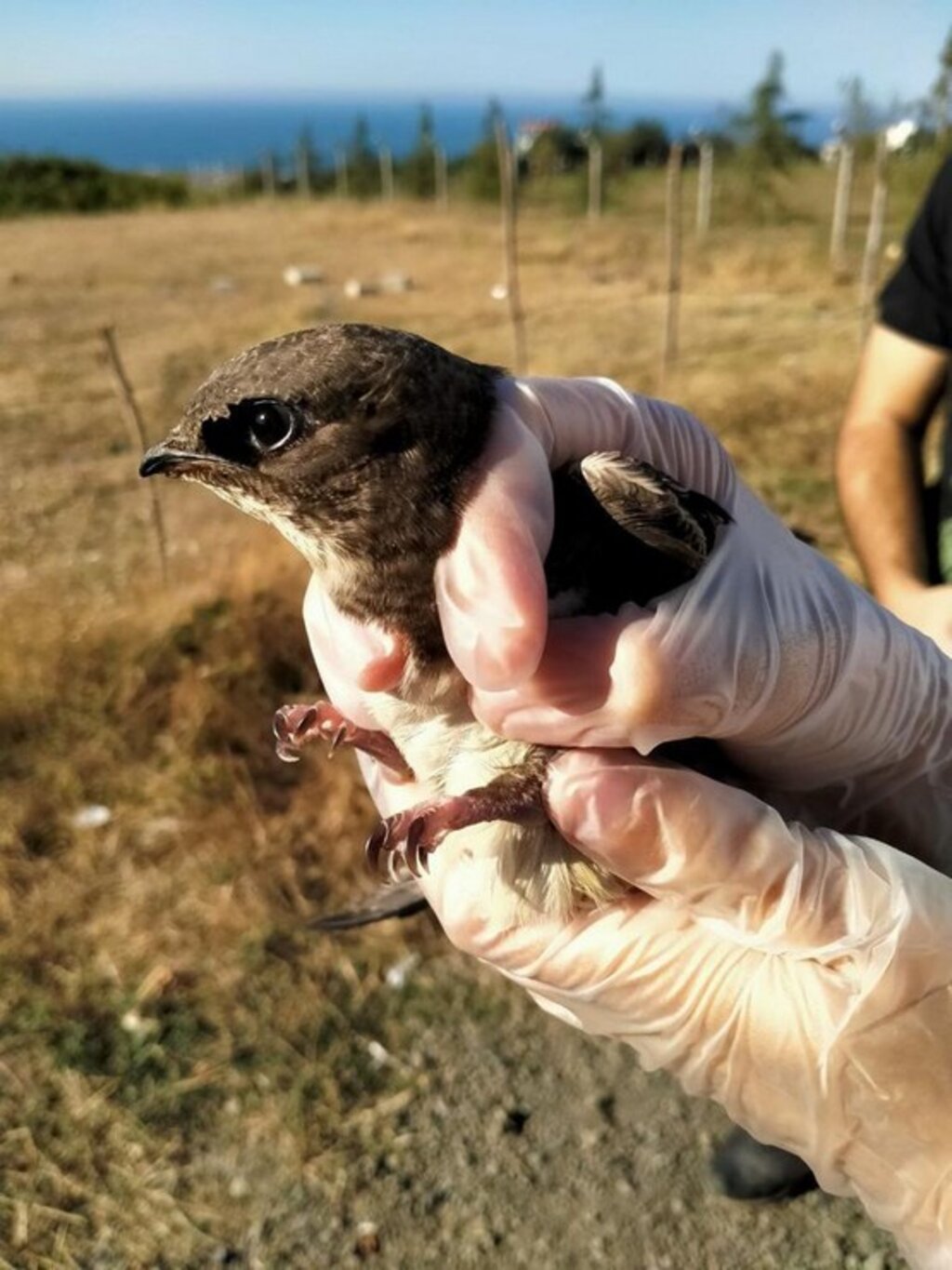 Tedavisi Tamamlanan Ebabil, Doğaya Salındı!