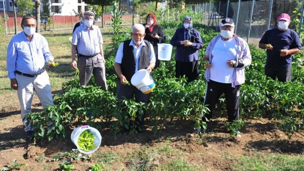 Samsun’da Huzurevinde Hasat Zamanı!