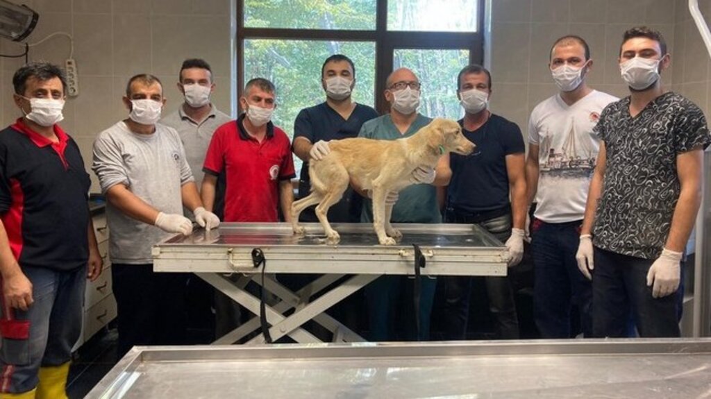 Yaralı Köpek Samsun‘da 1 Ayda Tedavi Edildi!