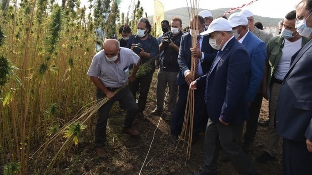 İlk Yerli ve Milli Kenevir Çeşidi Narlı’nın Hasadı Samsun'da Yapıldı!