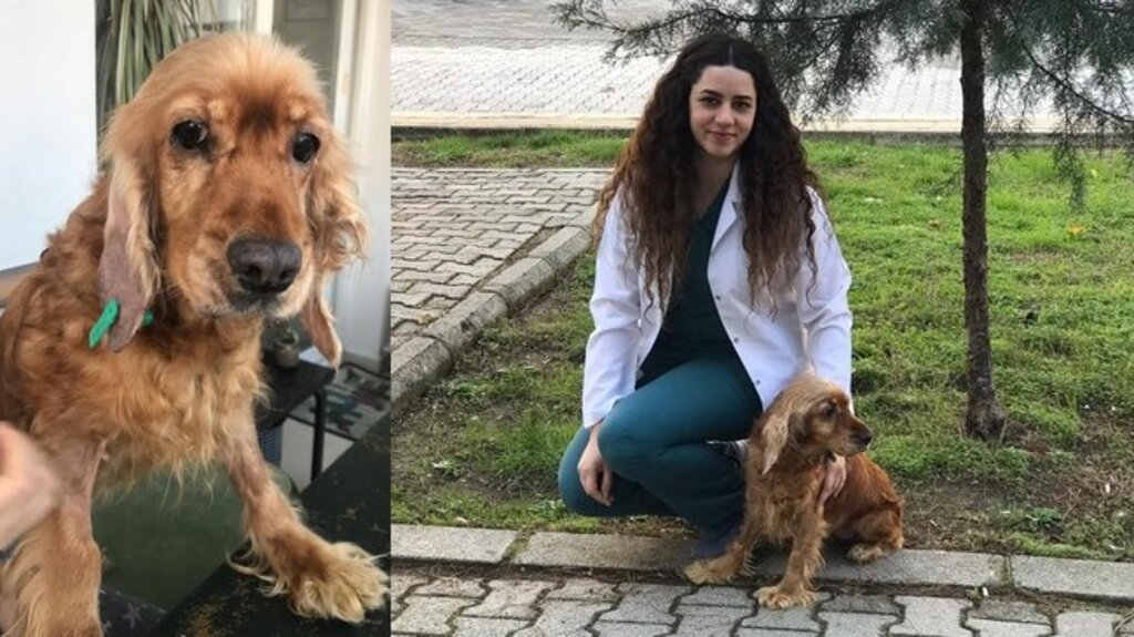 Kukiş Samsun’da Sağlığına Kavuştu!