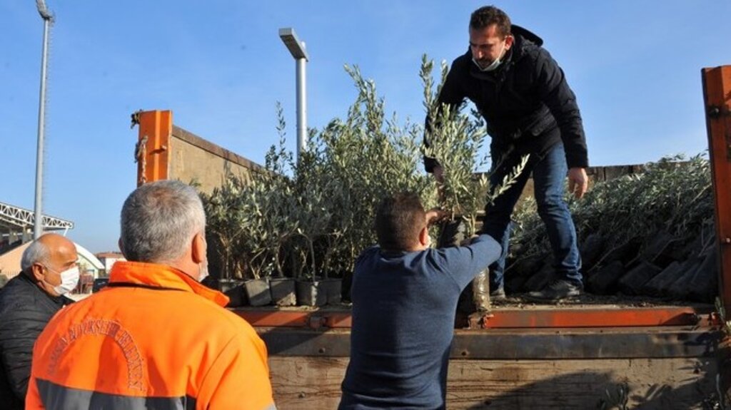 Samsun Büyükşehirden Zeytin Fidanı Desteği!