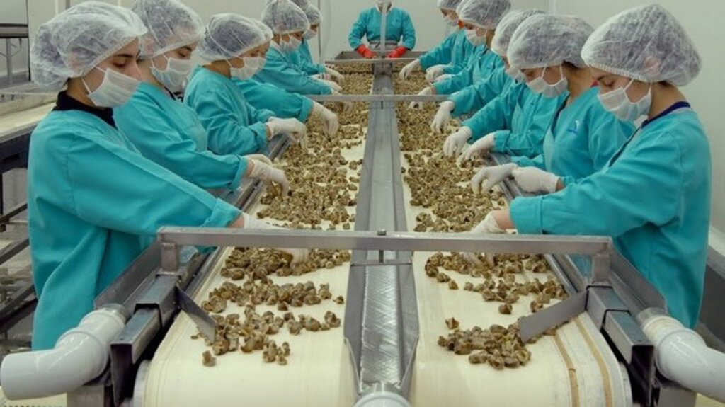 2020 Yılında Samsun’da Hayvansal Ürün İhracatı Arttı!