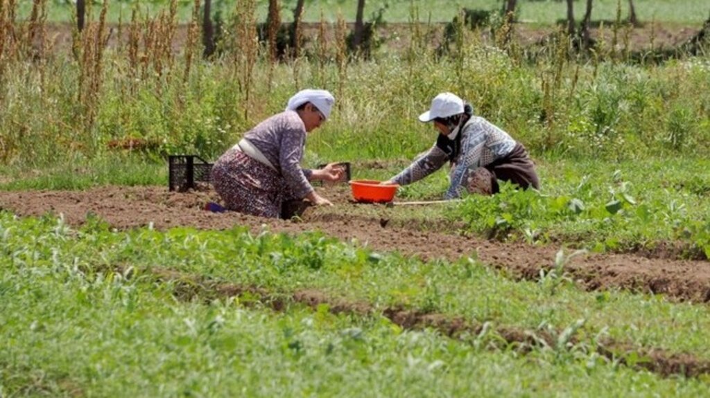 Tarımda Samsun Büyükşehir Damgası!