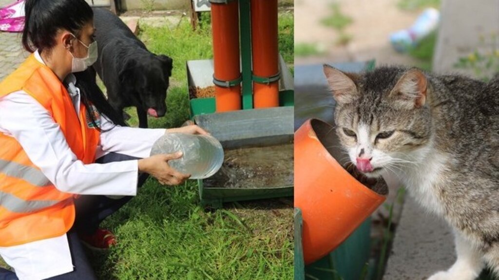Atakum Belediyesi, Patili Dostları Yalnız Bırakmıyor!