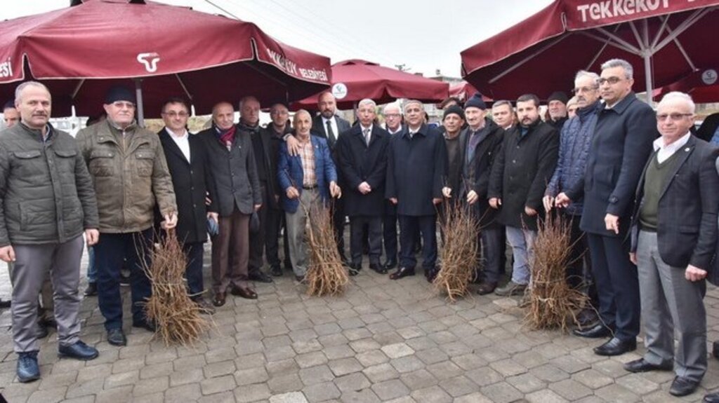 Tekkeköy’de Çiftçilere 2 Bin 500 Kestane Fidanı Dağıtıldı!
