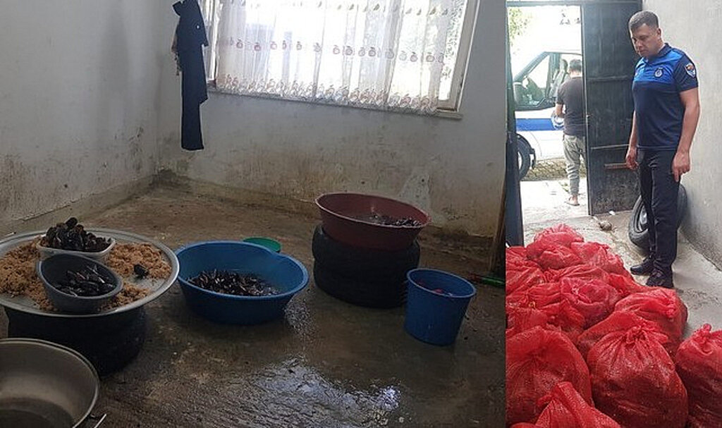 İlkadım Zabıtasından ‘Midye’ Operasyonu!
